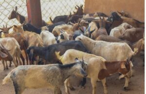 TFM renforce les moyens de subsistance des communautés locales grâce à un programme d'élevage durable et structuré 13 TFM2